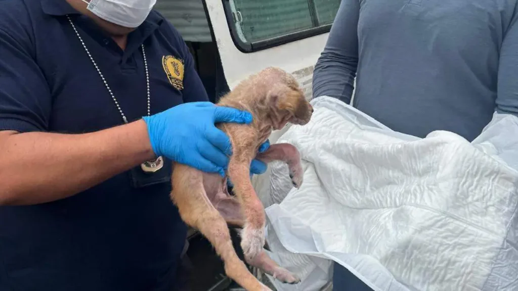 Abandonan dentro de un vehículo a un cachorro en Morelia FGE investiga el caso