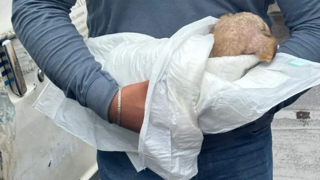 Abandonan dentro de un vehículo a un cachorro en Morelia FGE investiga el caso