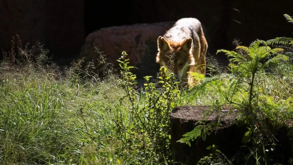 ¿No alcanzaste lugar Zoológico abre 100 lugares para la carrera por el Lobo Mexicano